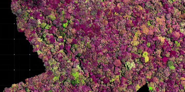 You are currently viewing Searching for a partner for the “loneliest” plant in the world