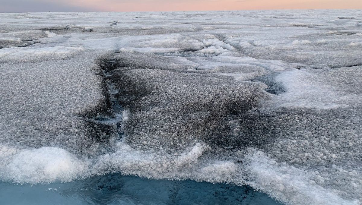 Read more about the article Strange giant viruses found lurking on the Greenland ice sheet