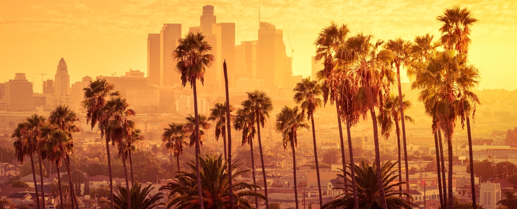 Read more about the article Trees have become a hidden source of air pollution in Los Angeles