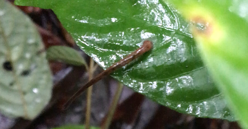 You are currently viewing Videos show that leeches can jump in pursuit of blood