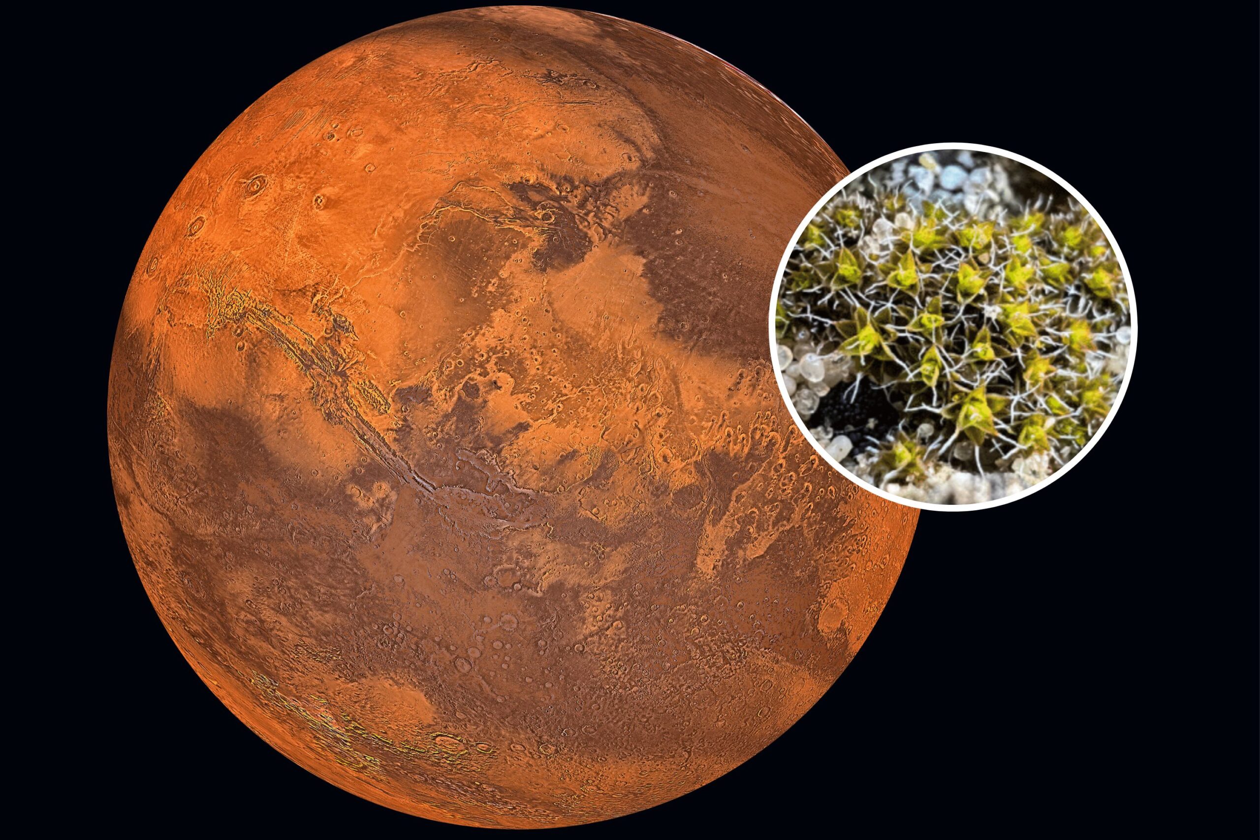 Read more about the article A plant has been found that can grow on Mars