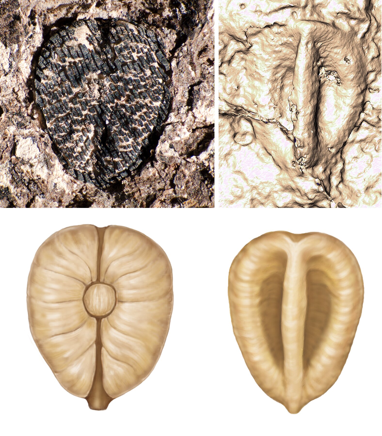 Read more about the article 60-million-year-old grape seeds reveal how the demise of the dinosaurs may have paved the way for the spread of grapes