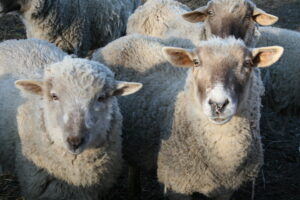 Read more about the article Researchers train sheep to complete an MRI while awake