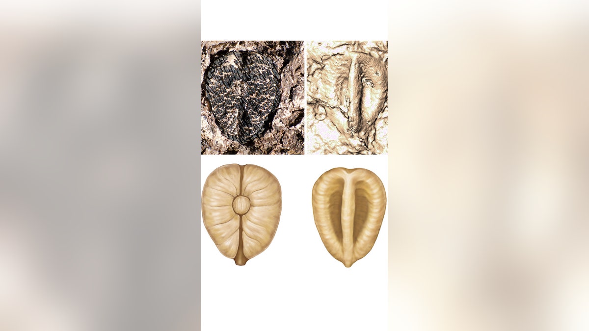 A grape fossil