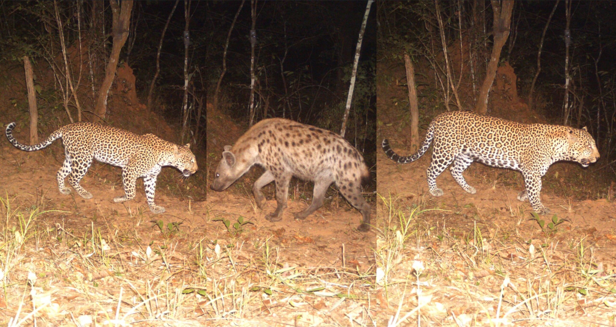 Read more about the article Human presence is changing the balance between leopards and hyenas in East Africa