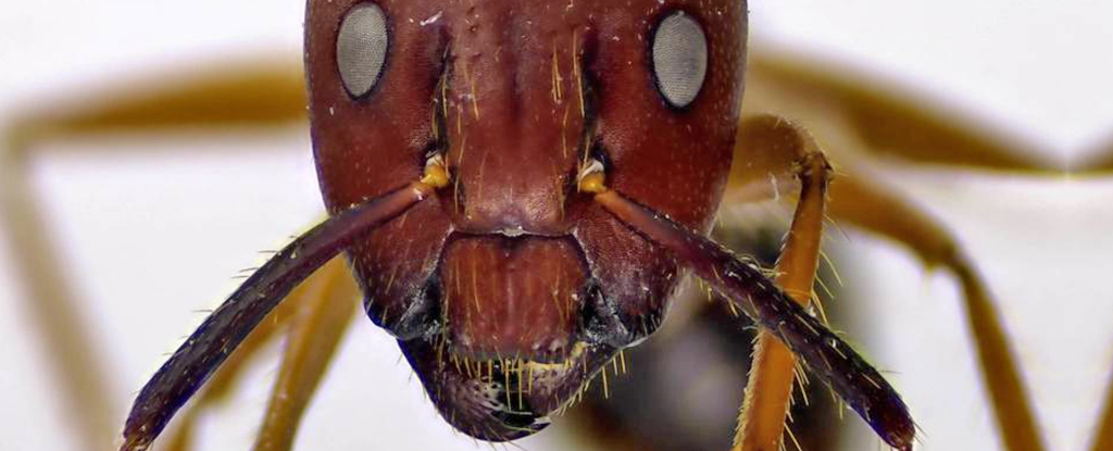 Read more about the article These ants perform life-saving surgeries on injured neighbors in the nest, just like humans