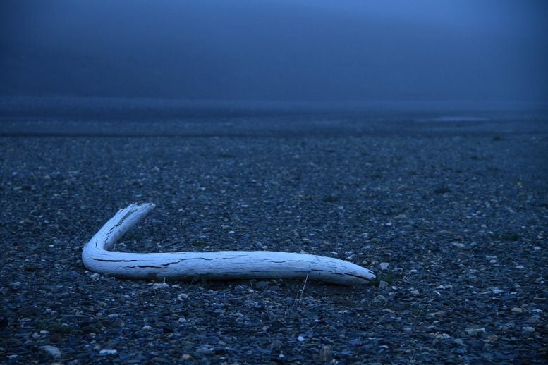 Tusk on Wrangel Island