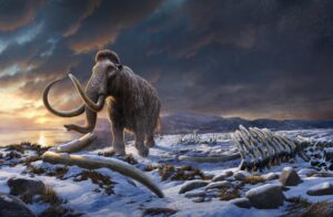 Read more about the article The Last Stand of the Woolly Mammoths: Secrets of Survival and the Mysterious Disappearance of Wrangel Island