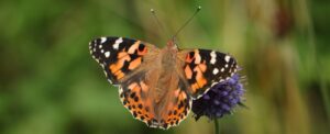 Read more about the article Butterflies can make epic journeys across the Atlantic Ocean, shocking scientists