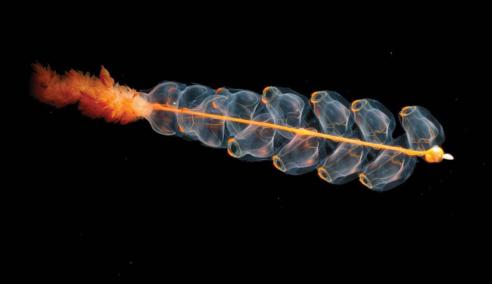 Translucent sea creature showcasing the intricate beauty of life on Earth, with a chain of bead-like structures on a black background.