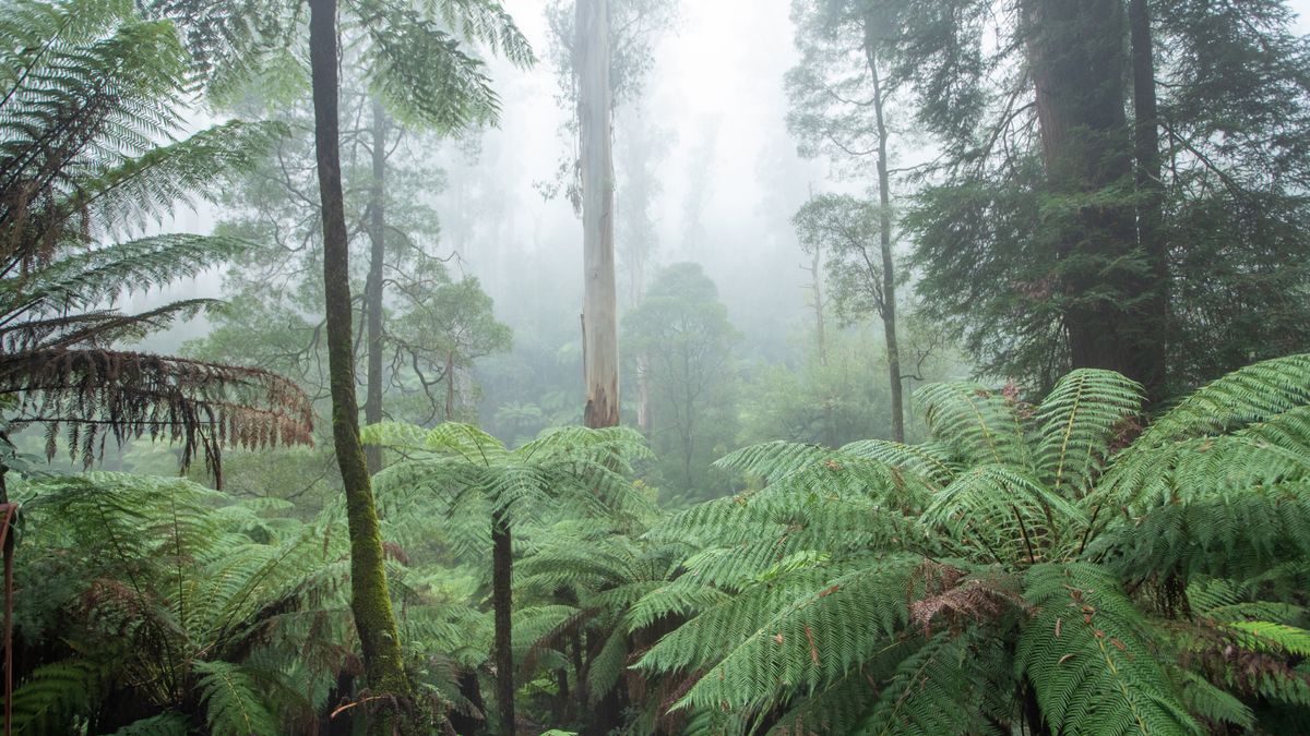 You are currently viewing Supertree rainforests from the lost supercontinent Gondwana created in Australia