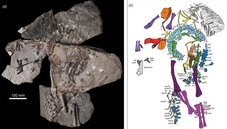 Benggwigwishingasuchus eremicarminis Excised skeleton