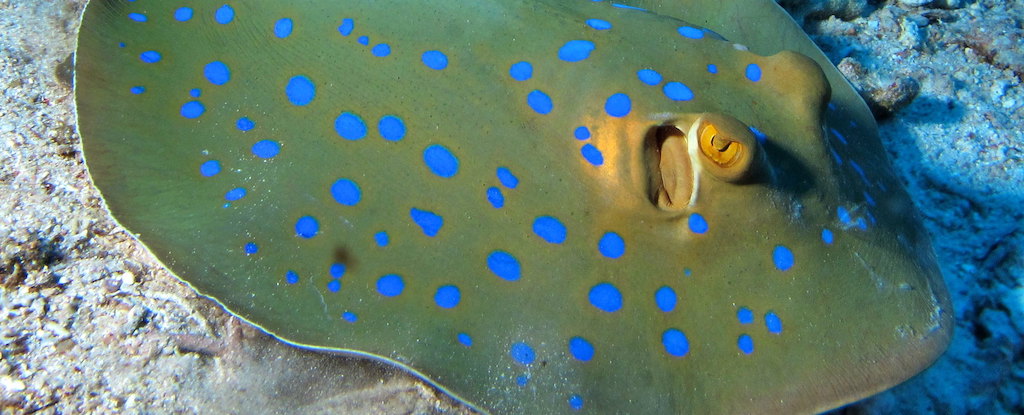 Read more about the article A never-before-seen method for turning the blue color into stingray spots