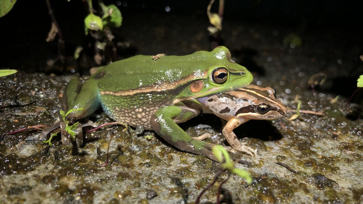 Read more about the article ‘It’s risky out there for male frogs’: Female frog drags and tries to eat screaming male