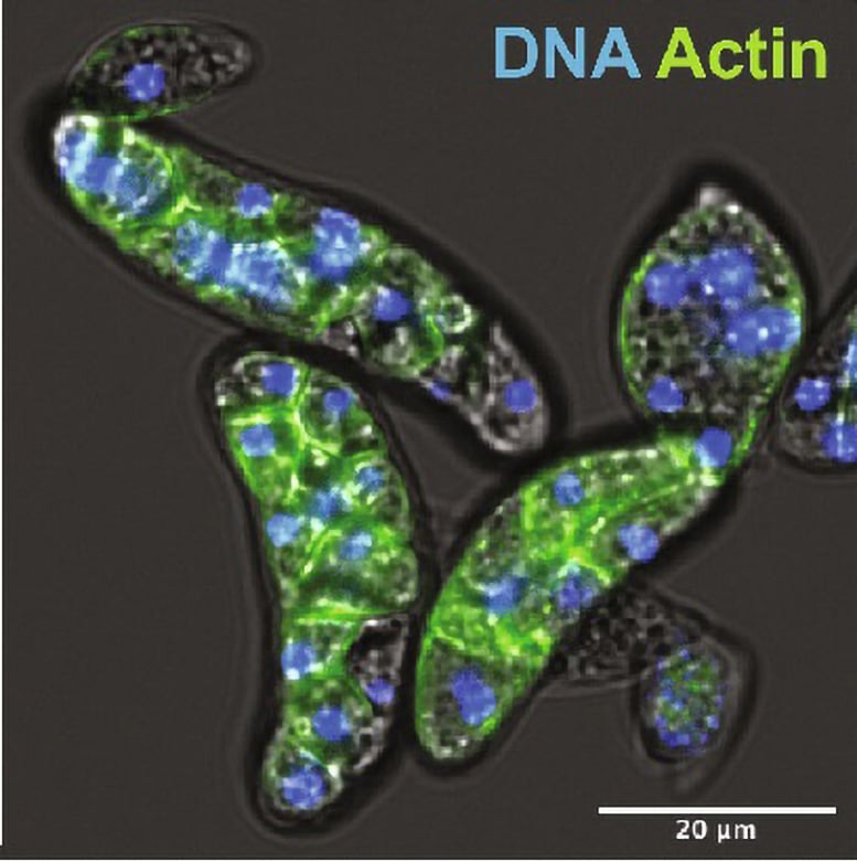 Amoebidium appalachense cells