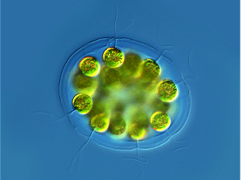 Volvocacean coenobial, green globular structures surrounded by thick transparent clay with fine protruding flagella, on bright blue background