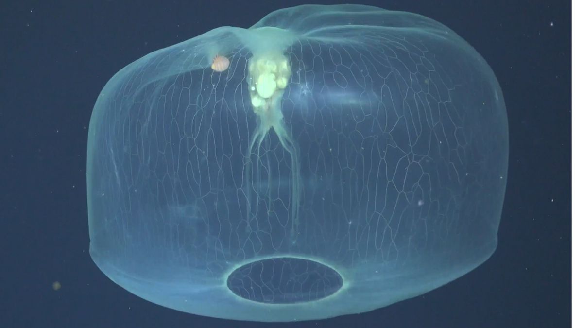 Read more about the article Otherworldly video captures rare jellyfish with hitchhiker in bell