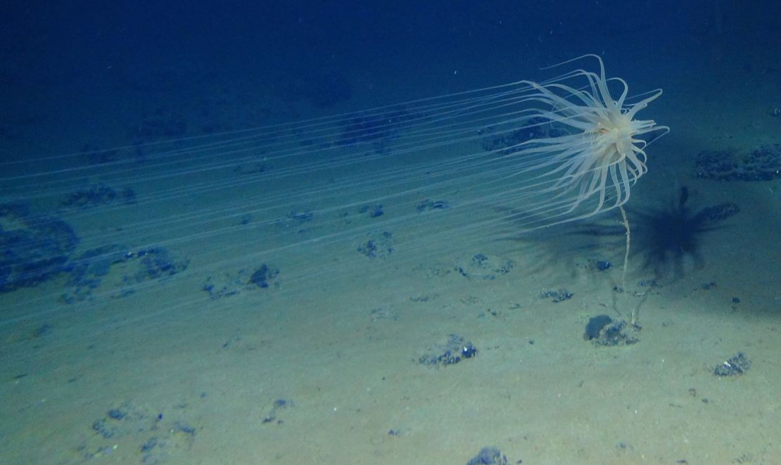 The newly discovered species Relicanthus sp.  lives on mushroom stems attached to polymetallic nodules found on the sea floor.