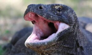 Read more about the article The iron teeth of Komodo dragons: A new discovery in reptilian predation