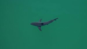 Read more about the article Sharks congregate on a California beach.  AI tries to protect the swimmers |  CNN