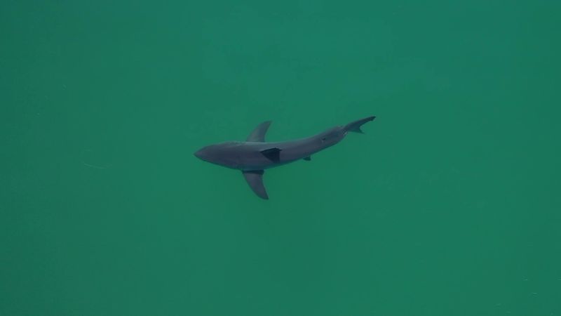 Read more about the article Sharks congregate on a California beach.  AI tries to protect the swimmers |  CNN