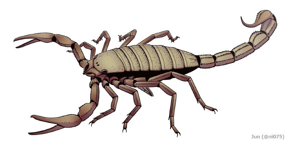 Reconstruction of Pulmonoscorpius, a giant (70 cm long) scorpion from the Carboniferous (330 Ma) of Scotland.  Image credit: Junnn11 / CC BY-SA 4.0.