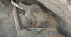 Read more about the article A mini woolly mammoth found perfectly preserved under the Siberian ice after 20,000 years