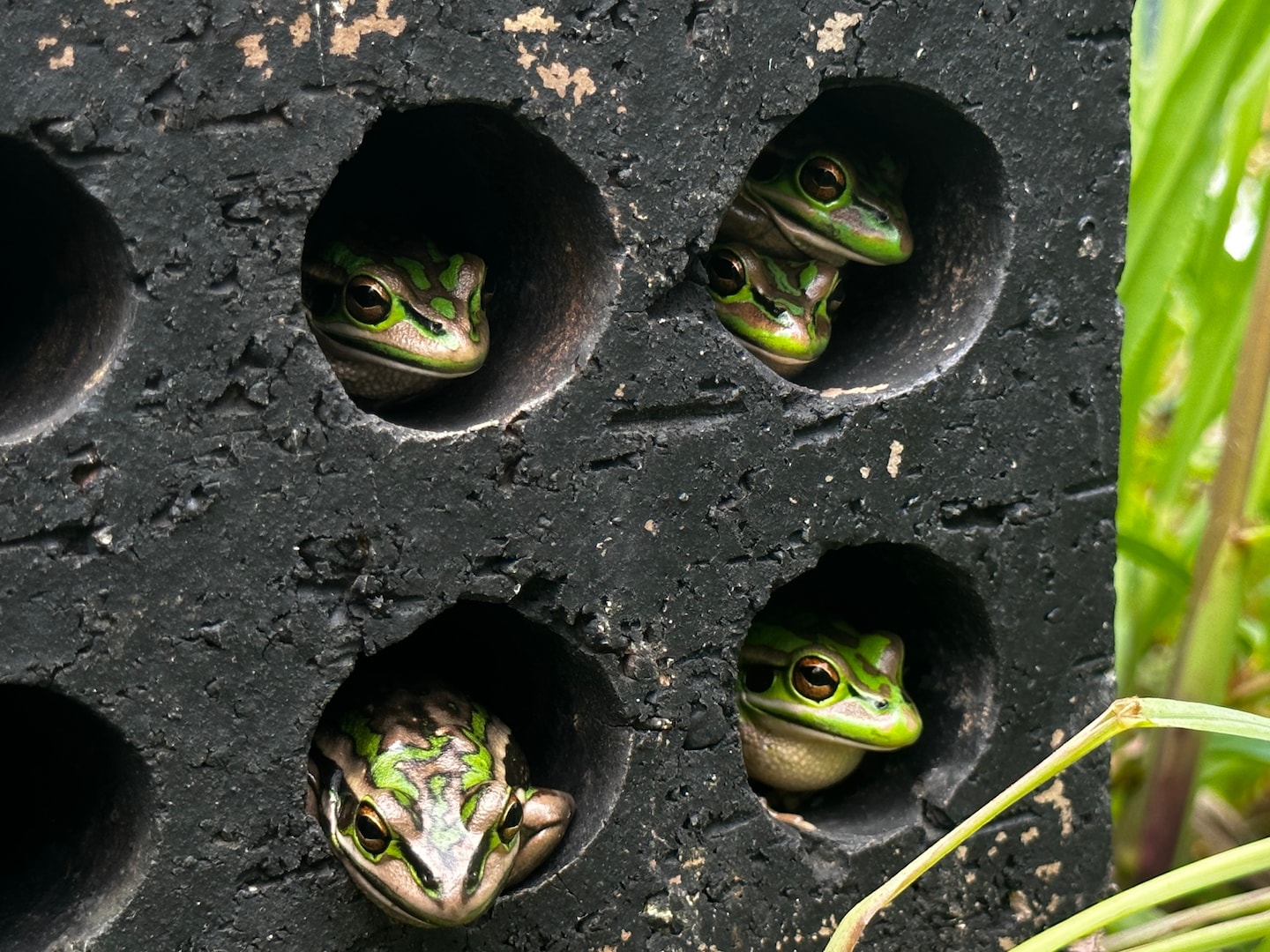 Read more about the article A mushroom kills frogs.  Home saunas may save them, scientists say.