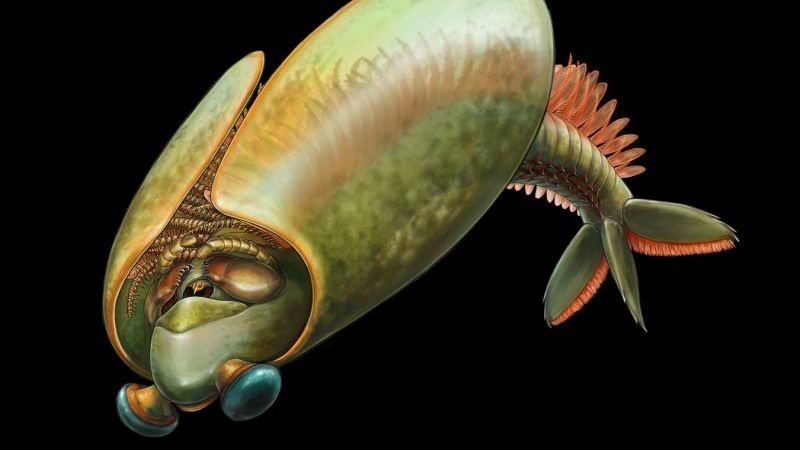 You are currently viewing Ancient swimming ‘taco’ sea bug had mandibles, new fossils show |  CNN