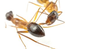 Read more about the article Ants perform limb amputations on injured comrades to save their lives