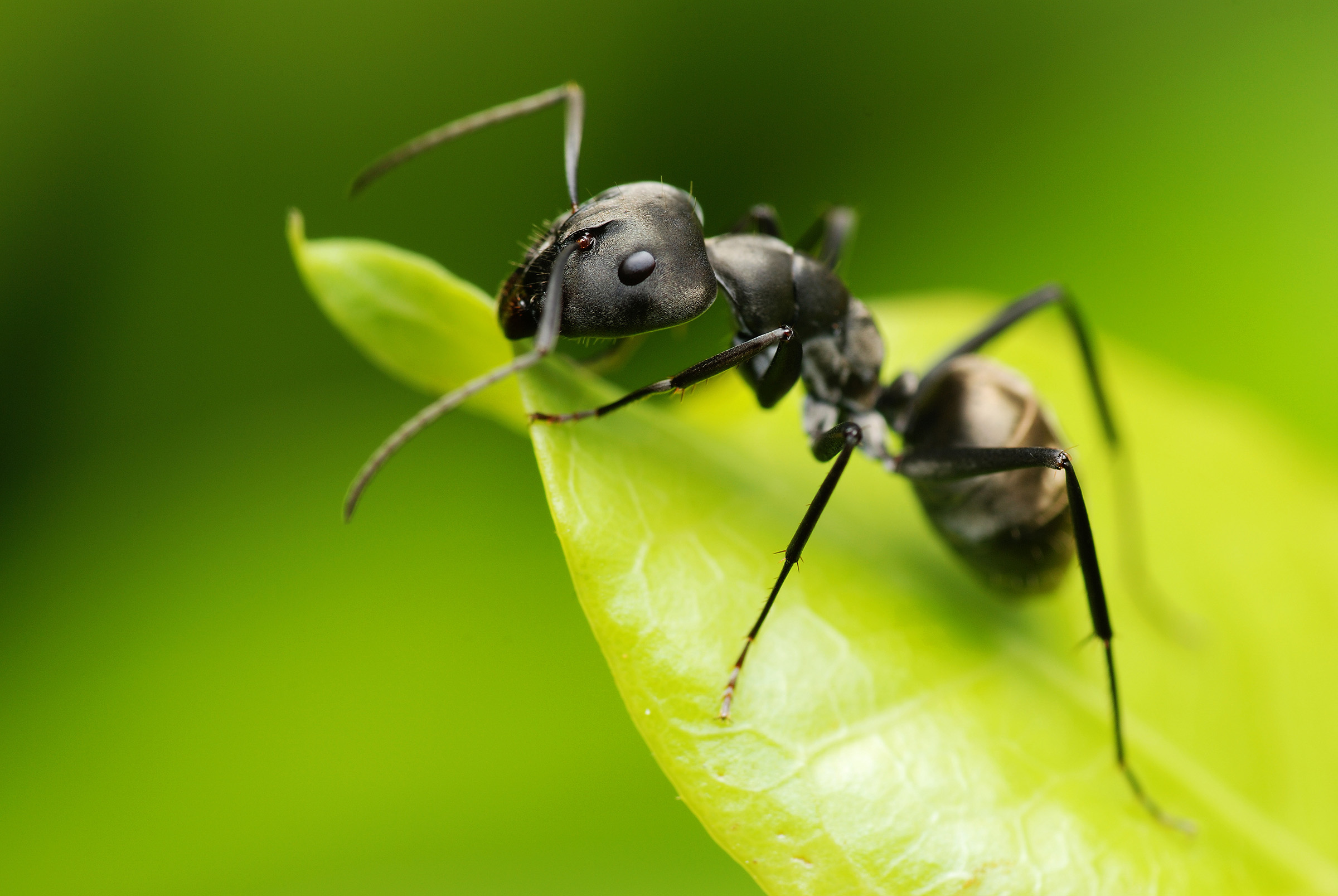 Read more about the article Ants watched as they performed limb amputations to save the lives of other ants