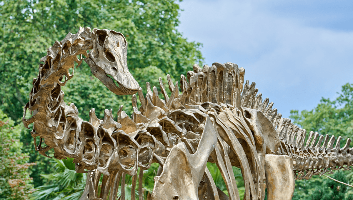 Read more about the article Are dinosaur skeletons in museums the real thing?