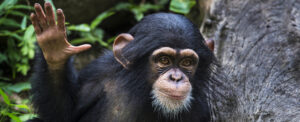 Read more about the article Chimpanzees have ‘conversations’ just like humans, scientists have found