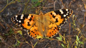 Read more about the article How a group of butterflies flew 2,600 miles across the Atlantic Ocean without stopping |  CNN