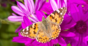 Read more about the article How a group of butterflies managed to fly 4,200 kilometers without stopping