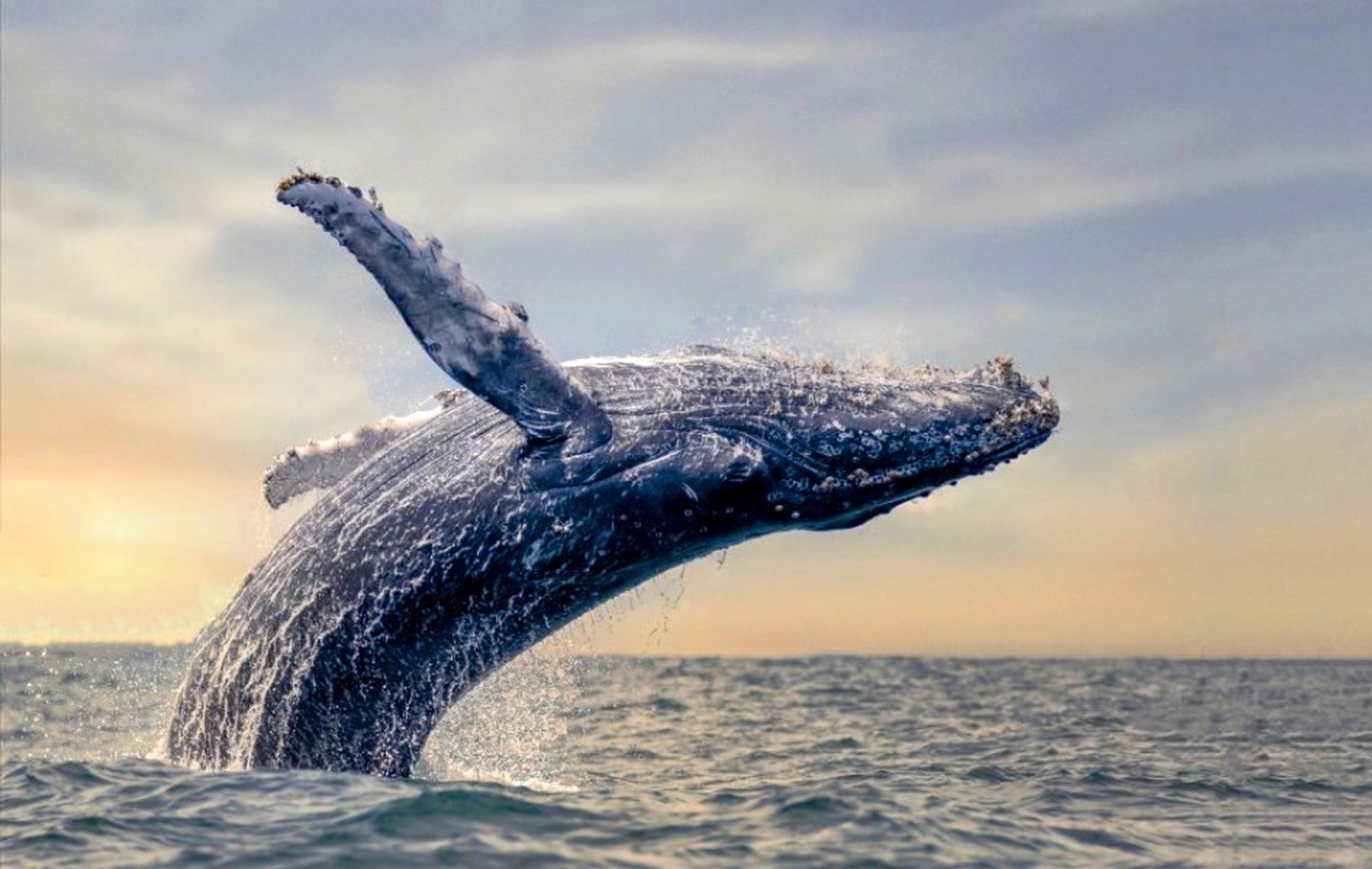 Read more about the article Humpback whales felt less stressed during the pandemic