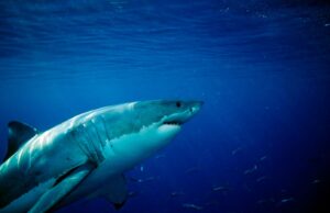 Read more about the article Revealing the movements of great white sharks