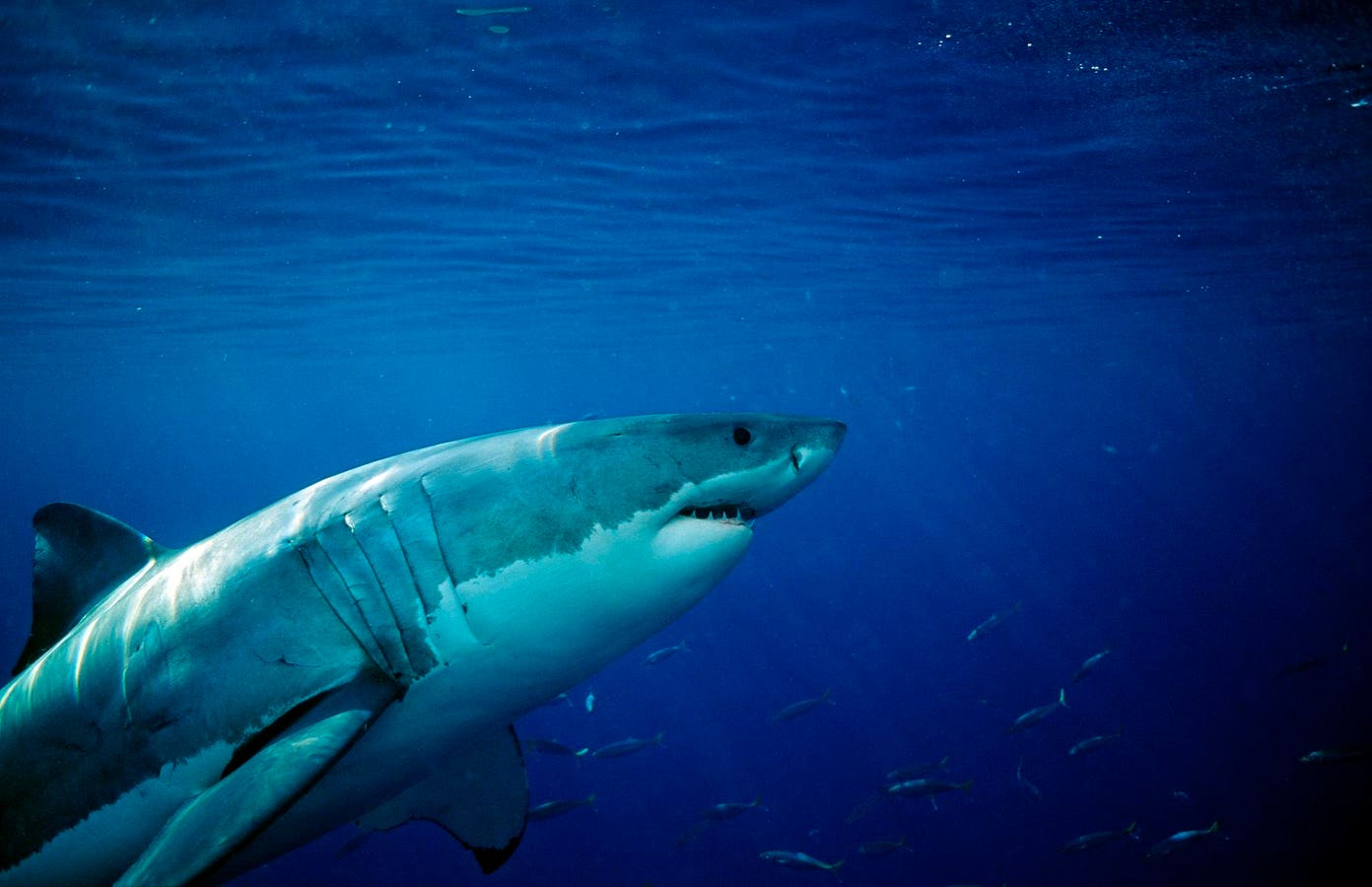 You are currently viewing Revealing the movements of great white sharks