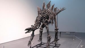 Read more about the article Should private collectors be allowed to own dinosaur fossils?  The sale of Apex renews the debate