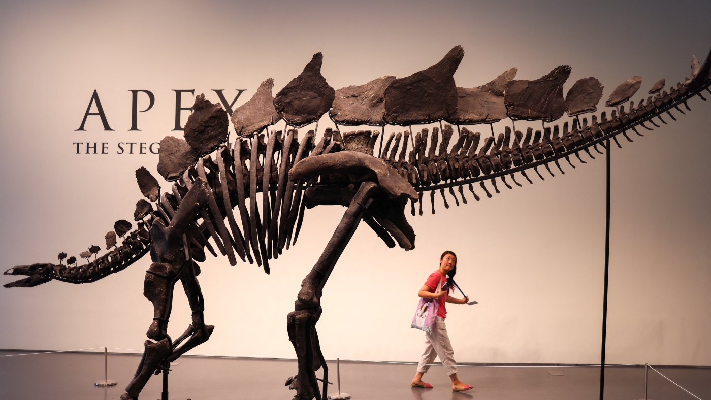 Read more about the article Stegosaurus fossil could fetch $6 million at Sotheby’s.  Should they be auctioned?