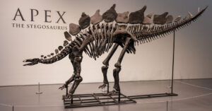 Read more about the article T. Rex dethroned?  Stegosaurus fossil sells for record $44.6 million.