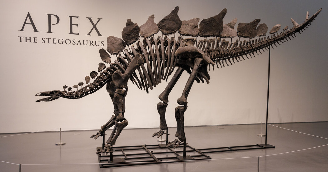 You are currently viewing T. Rex dethroned?  Stegosaurus fossil sells for record $44.6 million.