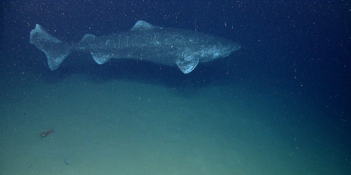 Read more about the article The metabolism of bowhead sharks may help explain their long lives