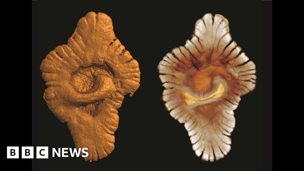 Read more about the article Theory says complex life on Earth may be much older than thought – BBC News