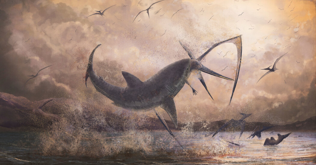 Read more about the article Today’s fearsome sharks evolved when ancient oceans warmed