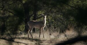 Read more about the article Where do drivers hit the most deer in Minnesota?