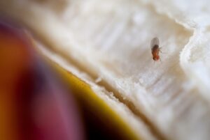 Read more about the article Why fruit flies are smarter than you think