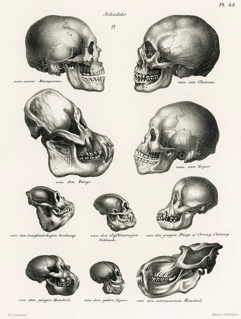 Illustration of various primate skulls, including human, showing comparative anatomy when humans appeared.